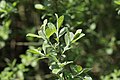 Salix aurita