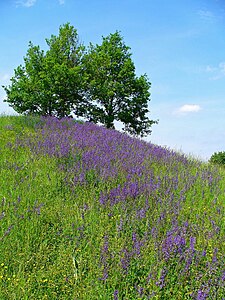 Salvia pratensis Natural stand