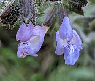 <i>Salvia recognita</i> Species of flowering plant