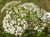 S. nigra flower close up