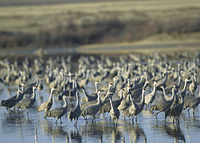 Muleshoe National Wildlife Refuge