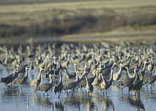 Sandhill Cranes at Muleshoe National Wildlife Refuge SandhillCranesMuleshoeNWR.jpg