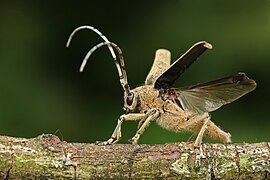 Скрипун большой осиновый (Saperda carcharias) перед взлётом. Хорошо видны склеротизованные надкрылья и перепончатые крылья.