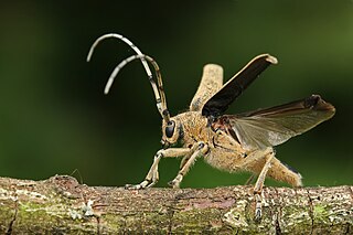 <i>Saperda carcharias</i> Species of beetle