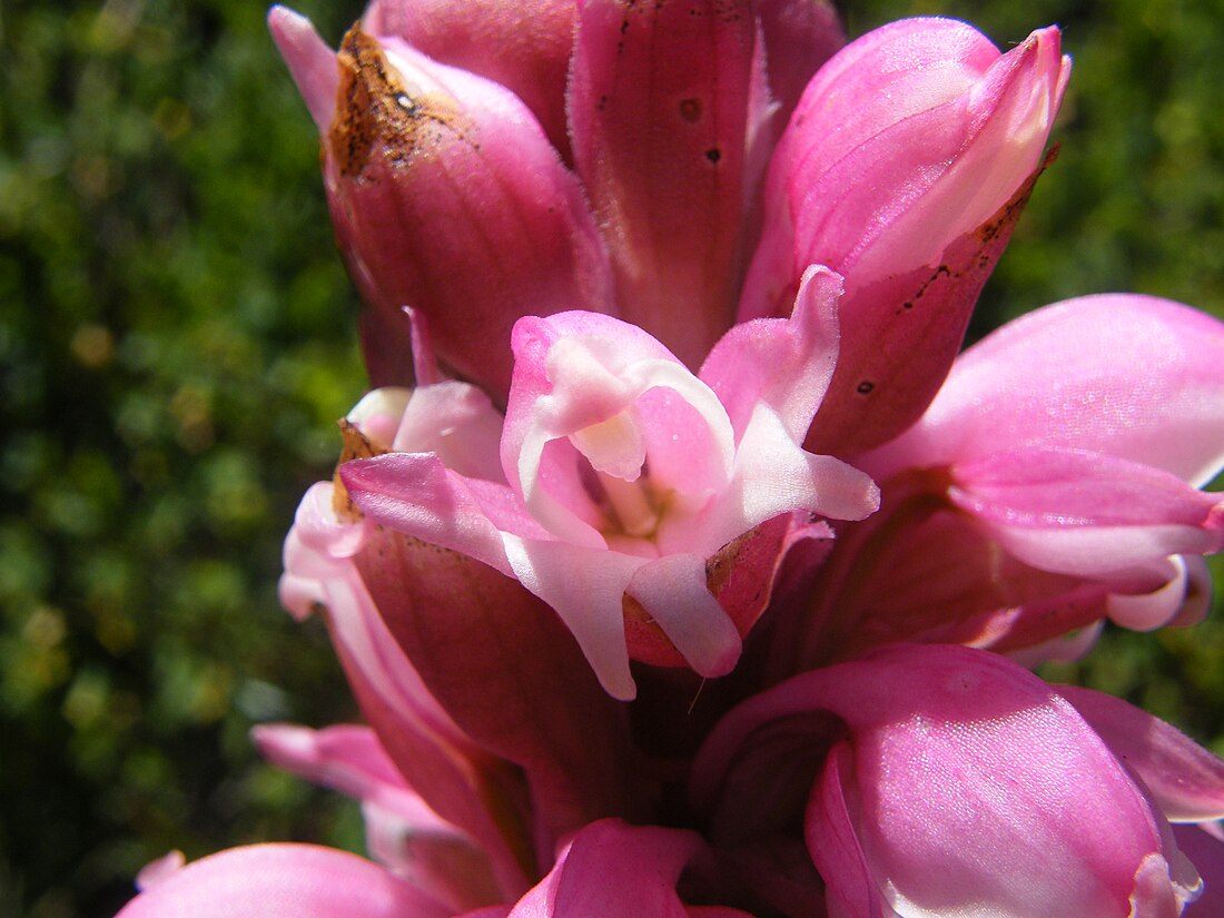 Satyrium carneum