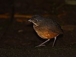 Thumbnail for Scaled antpitta