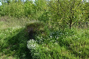 Schleswig-Holstein, Mildstedt, Naturerlebnisraum NIK 6651.jpg