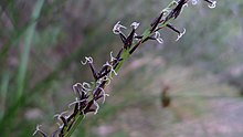 Schoenus melanostachys inflorescence (9620018201).jpg