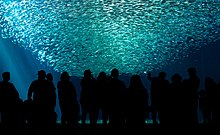 School of sardines at the Monterey Bay Aquarium (12056).jpg