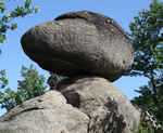 Mushroom in the municipality of Rechberg