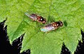 Deutsch: Halmfliege (Chloropidae) English: Frit fly