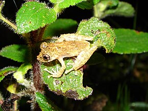 Descrição da imagem Scinax carnevallii01.jpeg.