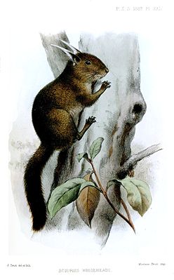 Tassel dwarf squirrel (Exilisciurus whiteheadi) (lithograph by Joseph Smit in the Proceedings of the Zoological Society of London, 1889)