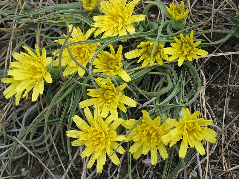 File:Scorzonera austriaca (Österreich-Schwarzwurzel) 0412 IMG.JPG