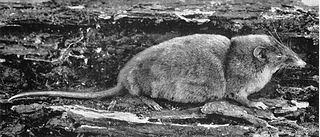 Hero shrew Species of shrew