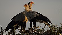 Um par de pássaros Sercetary em pé nos galhos no topo de uma árvore