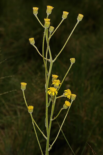 File:Senecio lydenburgensis 1DS-II 4-2464-01.jpg