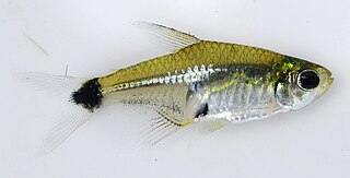 <i>Serrapinnus</i> Genus of fishes