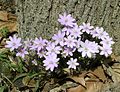 Thumbnail for Hepatica acutiloba