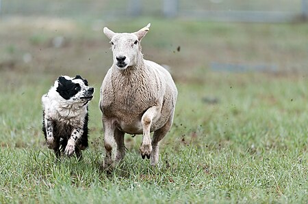 Tập_tin:Sheepdog_Trials_in_California.jpg