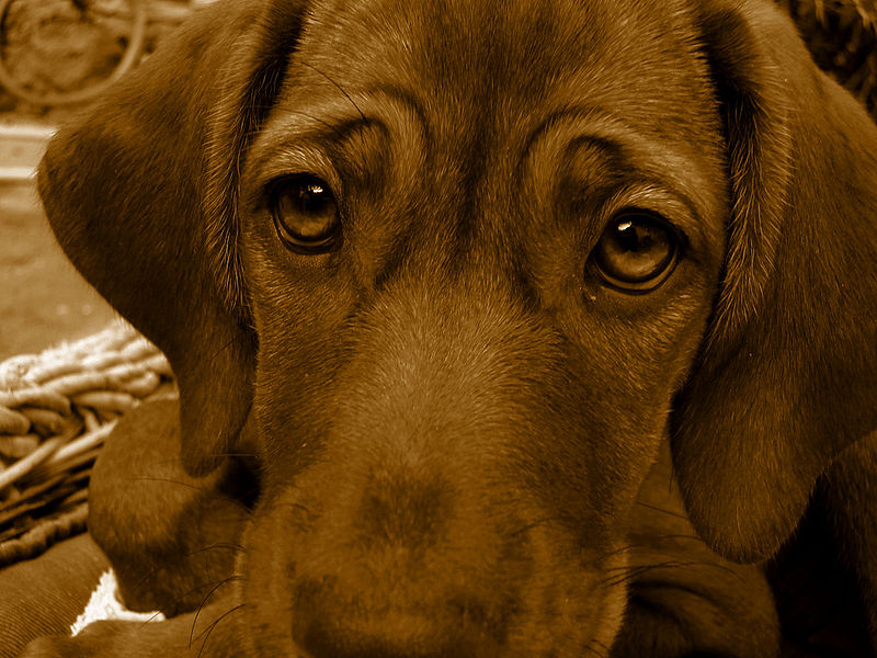 File:Short-haired Italian Hound female.jpg