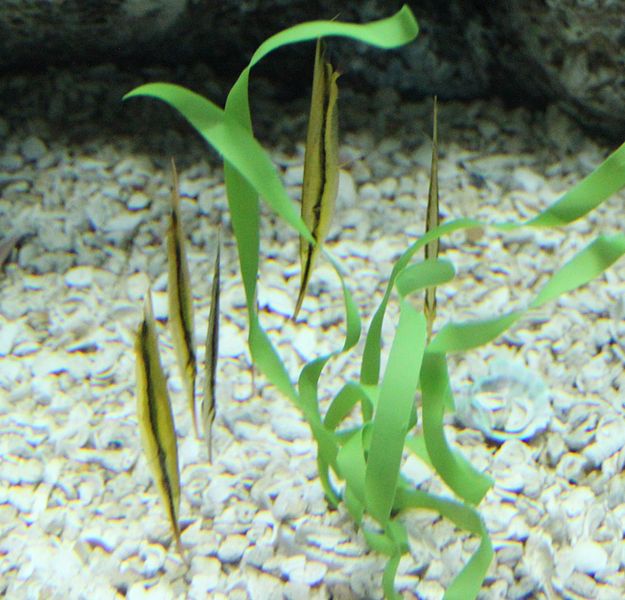 File:Shrimpfish tenn aquarium.jpg