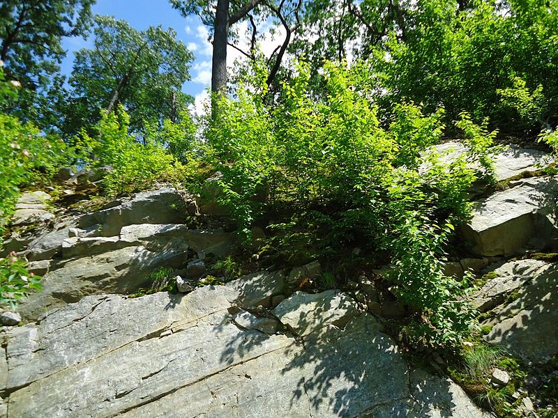 File:Shrubs in boulders in Bloomingdale New Jersey.jpg