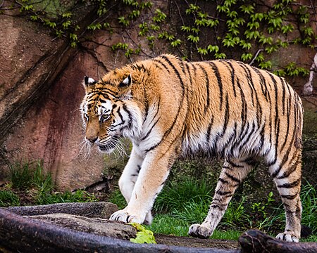 Tập tin:Siberian Tiger Lincoln Park Zoo (17562834949).jpg