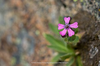 <i>Silene acutifolia</i> Species of plant native to Spain and Portugal