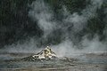 Small geyser in Semuliki National Park - 1 Feb 2020.jpg