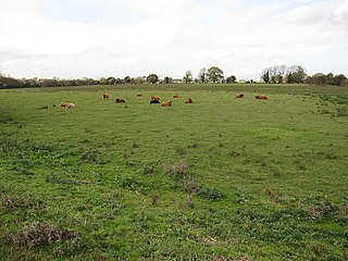 Soham Wet Horse Fen nature reserve in the United Kingdom