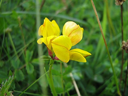 Lotus_arenarius