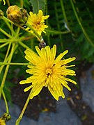 Sonchus palmensis