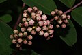 Sorbus sitchensis