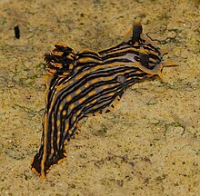 Nudibranch جادوگر (Polycera atra) .jpg