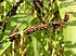 Sorghum bicolor02.jpg