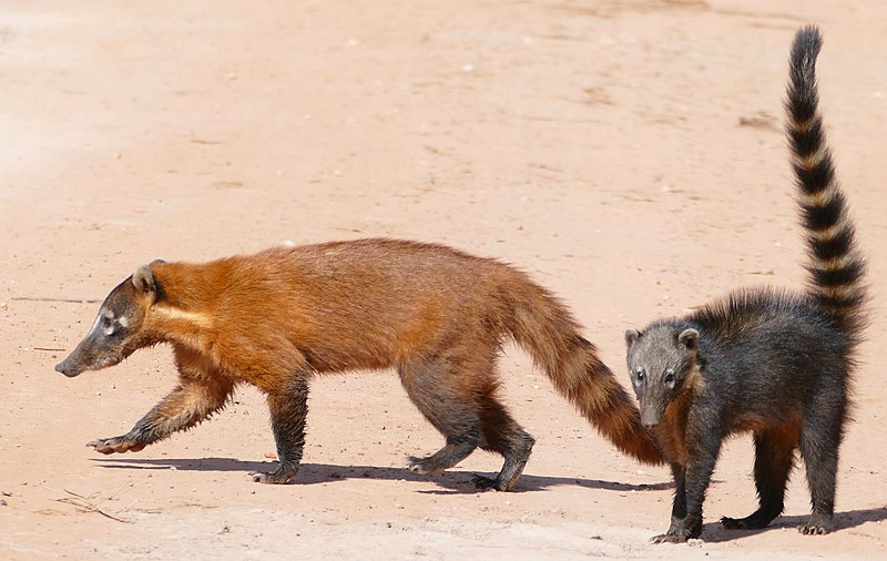 File:South American Coatis (Nasua nasua) female and young crossing the road ... - Flickr - berniedup.jpg