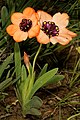 Sparaxis elegans[15]