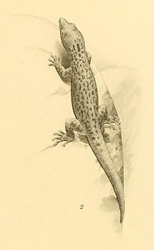 Sphaerodactylus lineolatus 02-Barbour 1921.jpg