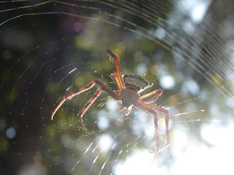 File:Spider possession.jpg