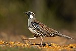 Thumbnail for Spotted quail-thrush