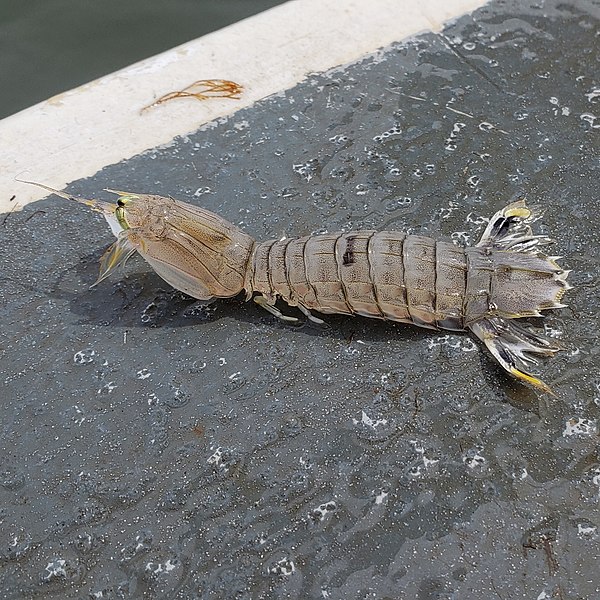 File:Squilla empusa 33914551.jpg