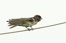 Streak-throated swallow St Swallow DSC0359.jpg