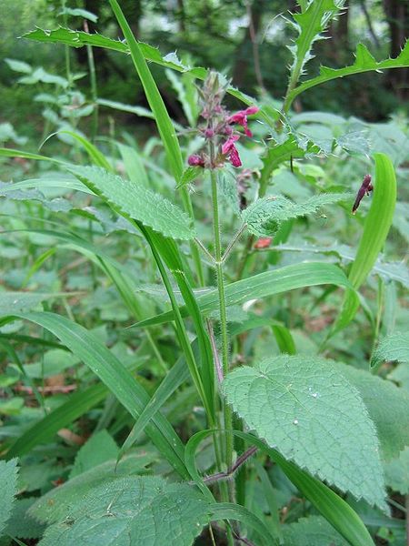 File:Stachys sylvatica habitus.jpeg