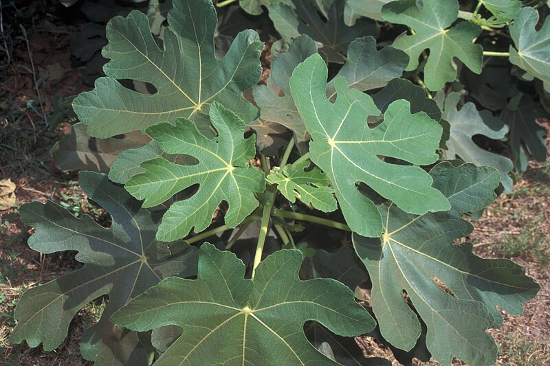 File:Starr 000501-1304 Ficus carica.jpg