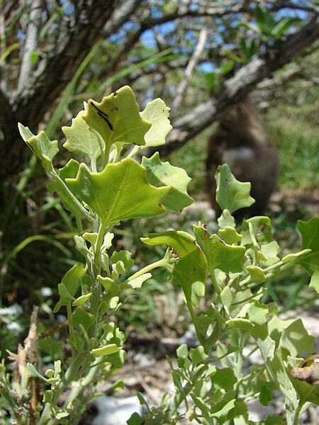 File:Starr 080603-5798 Chenopodium oahuense.jpg