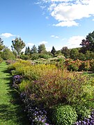 Bed met verschillende herfstbloeiers