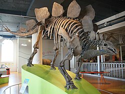 Stegosaurus skeleton at National Museum of Scotland.jpg