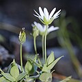 2023年12月17日 (日) 06:34時点における版のサムネイル