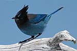 Thumbnail for File:Steller's Jay at Crater Lake, Oregon.jpg